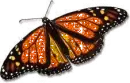 Monarch Butterfly