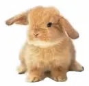 CuTe