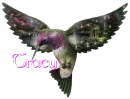 tracy