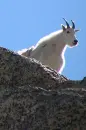 goat