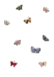 Fly