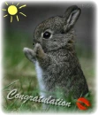 congratulation-bunny