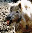 funny horse