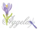 dragonfly aggela