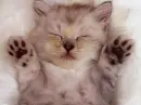 cute kitten