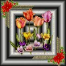 Tulip