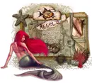 seashell