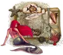 seashell