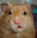 lol hamster XD