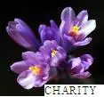 Charity