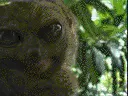 eye