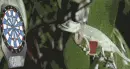Lizard playing darts