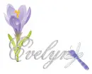 dragonfly evelyn
