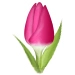 Tulip