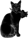 Black Cat