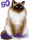 So tired kitty Good Night