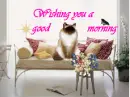 Wish you a good morning