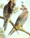 Lion birds