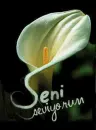 Seni Seviyorum