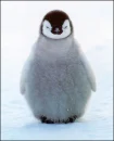 Penguin cutey