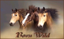 horse
