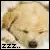 zzzz baby puppy sleeping