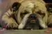 bulldog