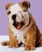 bulldog
