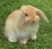 bunny