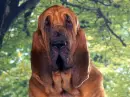bloodhound