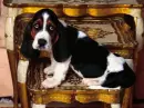 hound