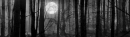 Dark forest