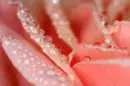 rose pink