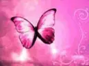 pink butterfly