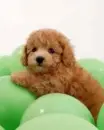 dog with green balls