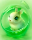 green rabbit