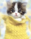 beauteful cat
