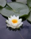 lotus flower