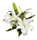 lirios