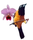 bellezas nacionales: el turpial y la orquÃ­dea