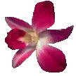 orquÃ­dea
