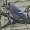 Blue Jay