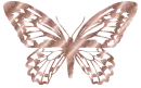 copper butterfly