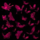 Butterfly Background
