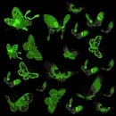 GREEN BUTTERFLIES BACKGROUND