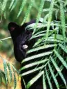 panther