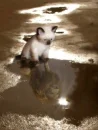 cute