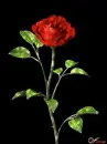 rose glitter
