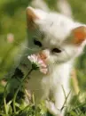 cat with flower