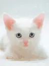 kitty with flower